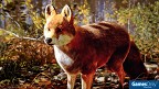 Hunting Simulator 3 PS5 PEGI bestellen