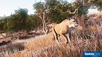 Hunting Simulator Nintendo Switch PEGI bestellen